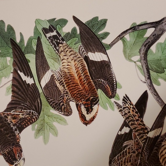 Night Hawk - The Birds of America by John James Audubon, 1842 Poster - Picture 3 of 4